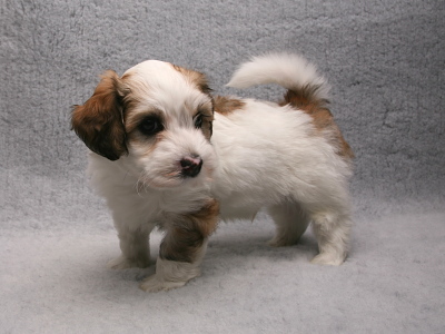Bichon Havanais hvalp fra Kennel Miki Nanoq
